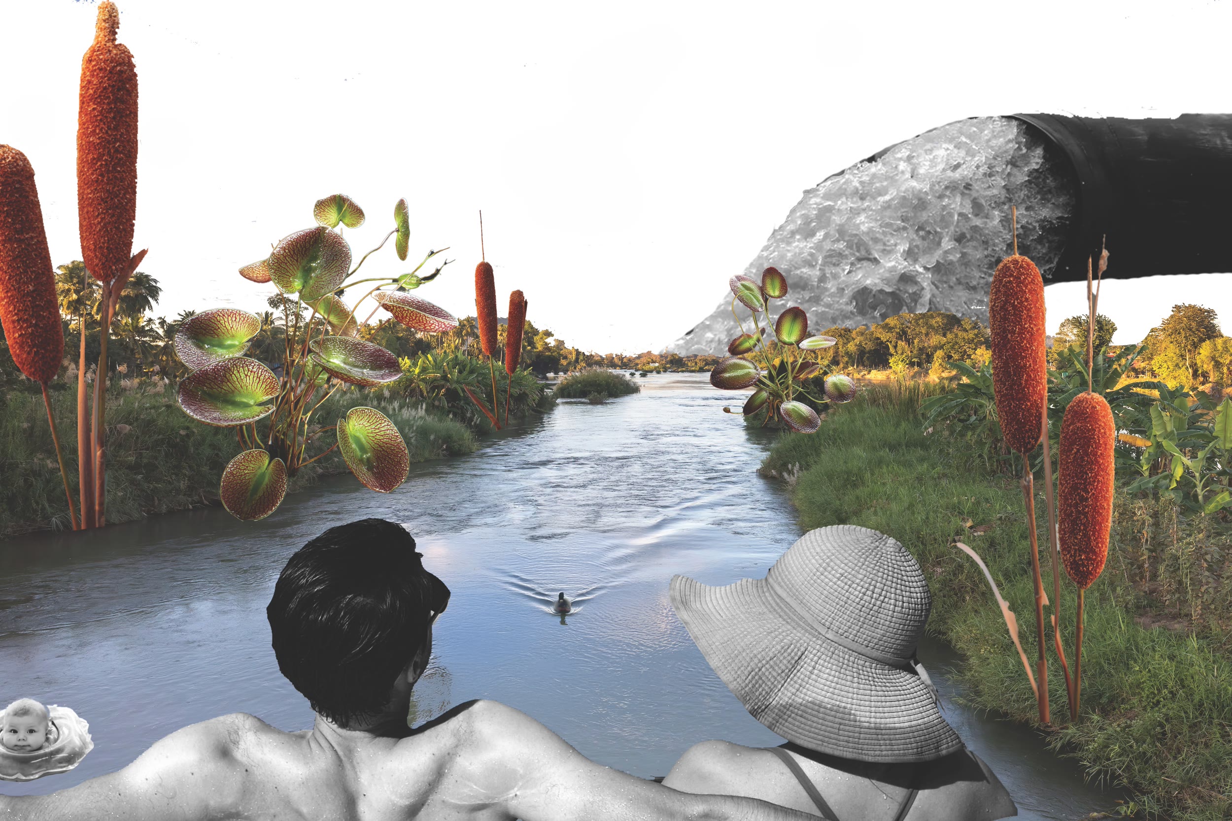 Lemna Minor & Typha Domingensis — to clean what we cannot.