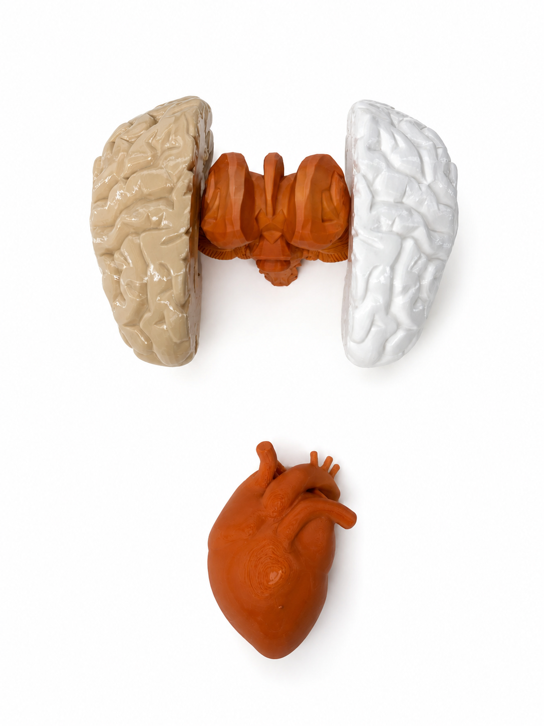 The organs become things to hold.